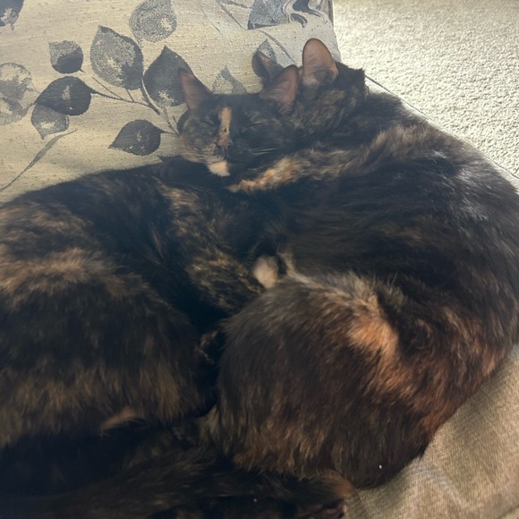 Meet your Posher, Kailey - Picture 6 of 6